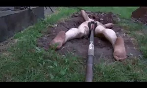 नियमित रूप से अपने पुरुष या सेक्स खिलौना के सेक्सी साउथ मूवी गधे का विकास